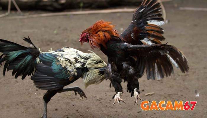 Các thuật ngữ đá gà cựa sắt cơ bản