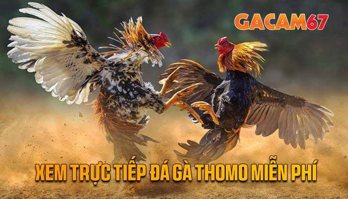 GACAM67 - Nền Tảng Xem Trực Tiếp Đá Gà Thomo Miễn Phí