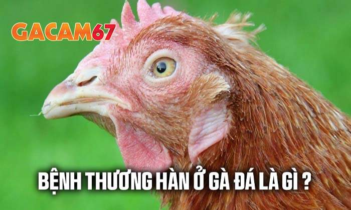 Bệnh thương hàn ở gà đá là gì?