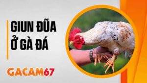 Cách trị bệnh giun đũa ở gà đá