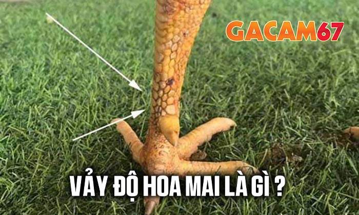 Cạnh nhận biết vảy Độ Hoa Mai