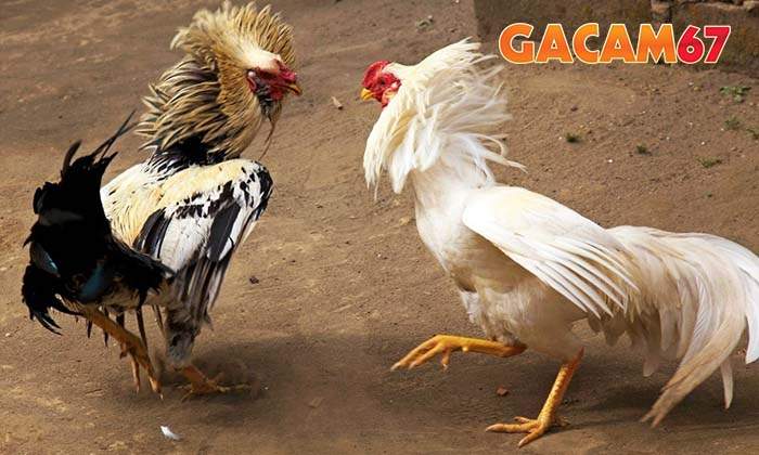 Một số lưu ý quan trọng khi xem màu mạng đá gà