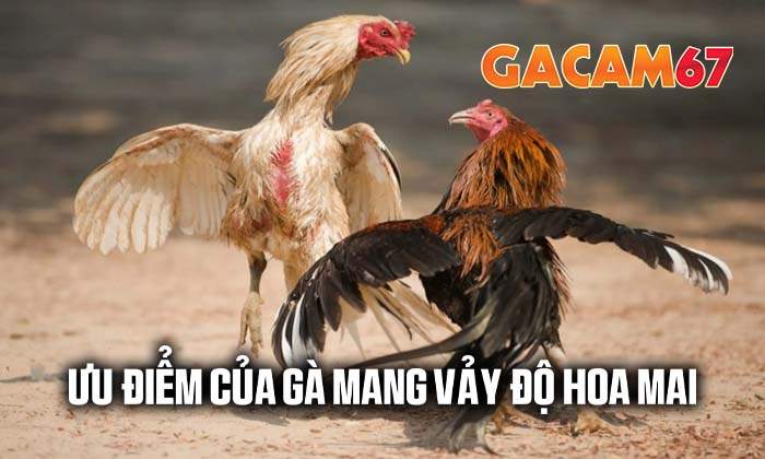 Ưu điểm của gà sở hữu vảy Độ Hoa Mai