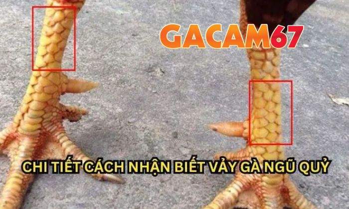Cách chọn gà mang Vảy Ngũ Quý chuẩn xác nhất