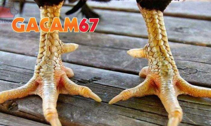 Cách chọn gà mang vảy Tam Tài chuẩn nhất