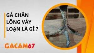 Gà Chân Lông Vảy Loạn Là Gì Tìm Hiểu Chi Tiết Cùng Gacam67