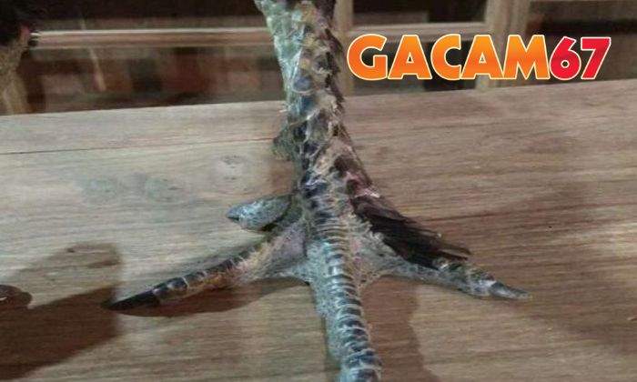 Gà chân lông vảy loạn là gì?