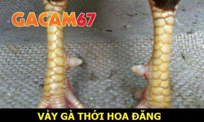 Giới thiệu về vảy Thới Hoa Đăng