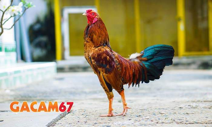 Những lưu ý khi chọn gà có vảy Đại Giáp hay nhất