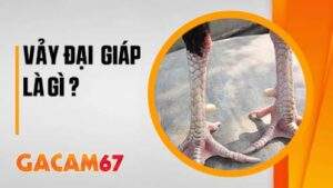 Vảy Đại Giáp – Cách Nhận Biết Những Chiến Kê Đẳng Cấp