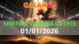 Xem Lại Video Đá Gà CPC5 Trực Tiếp Ngày 01/01/2026