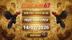 Xem Lại Video Đá Gà CPC4 Ngày 14/02/2026