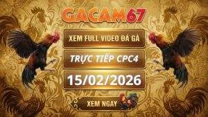 Xem Lại Video Đá Gà CPC4 Ngày 15/02/2026
