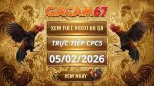 Xem Lại Video Đá Gà CPC5 Ngày 05/02/2026