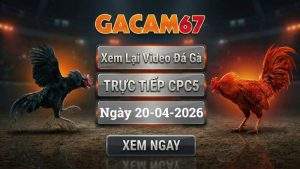 Xem Lại Video Đá Gà CPC5 Ngày 20/04/2026