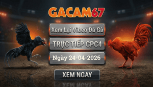 Xem Lại Video Đá Gà CPC4 Ngày 24/04/2026